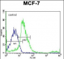 SRC Antibody (N-term)